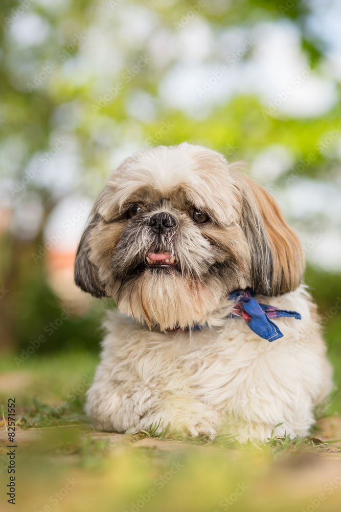 Shih Tzu dog portrait in garden