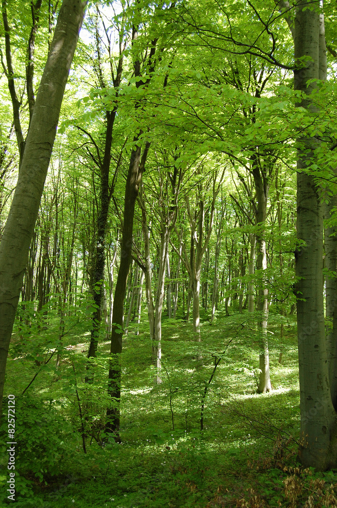 Obraz premium Forest