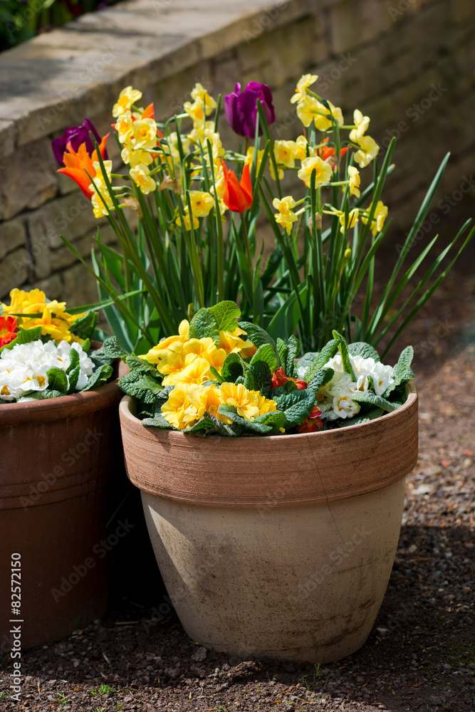 Frühlingsblumen im Topf Frühlingsblumen im Topf