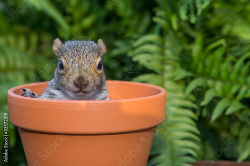 Baby Squirrel hiding in a flower pot.