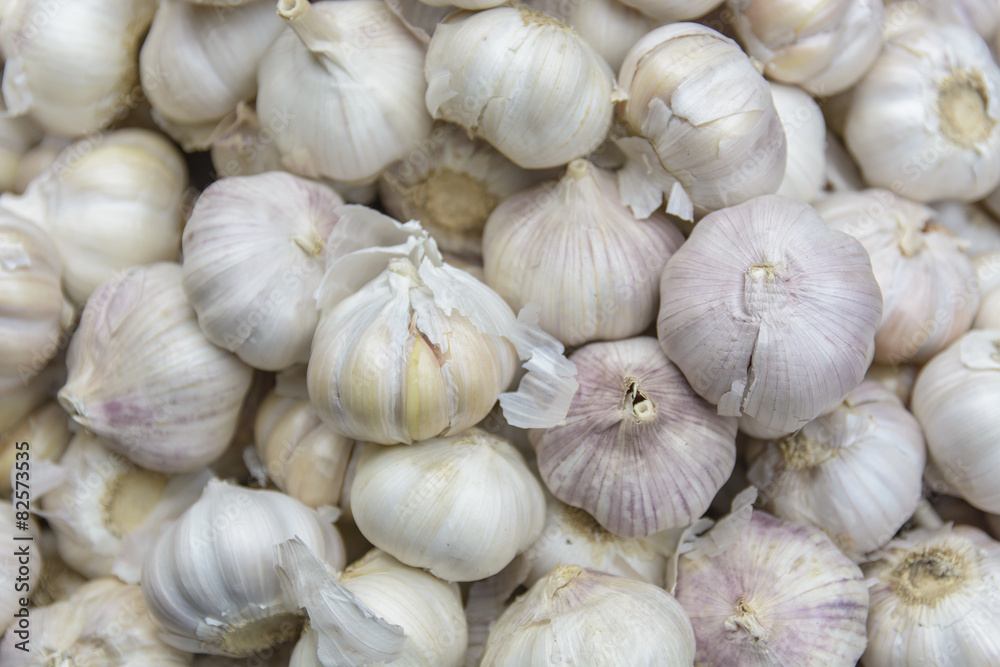 Common Garlic, Allium ,Garlic, Allium sativum L. Common Garlic, Allium ,Garlic, Allium sativum L.