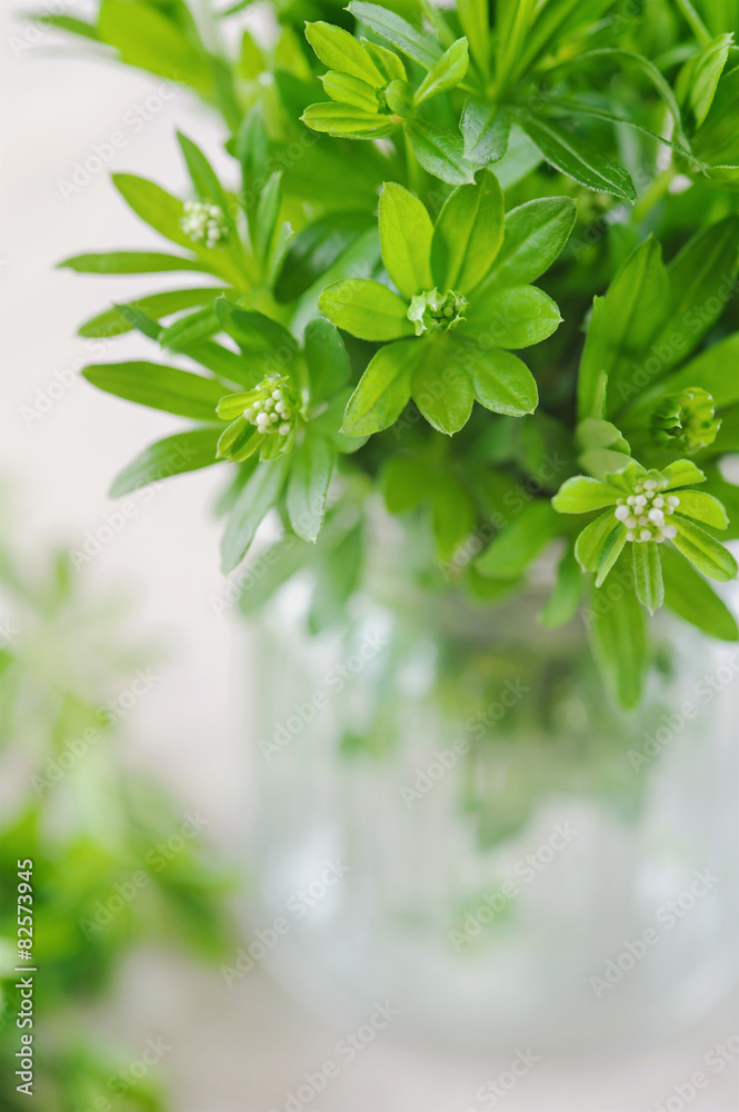 Frischer Waldmeister
