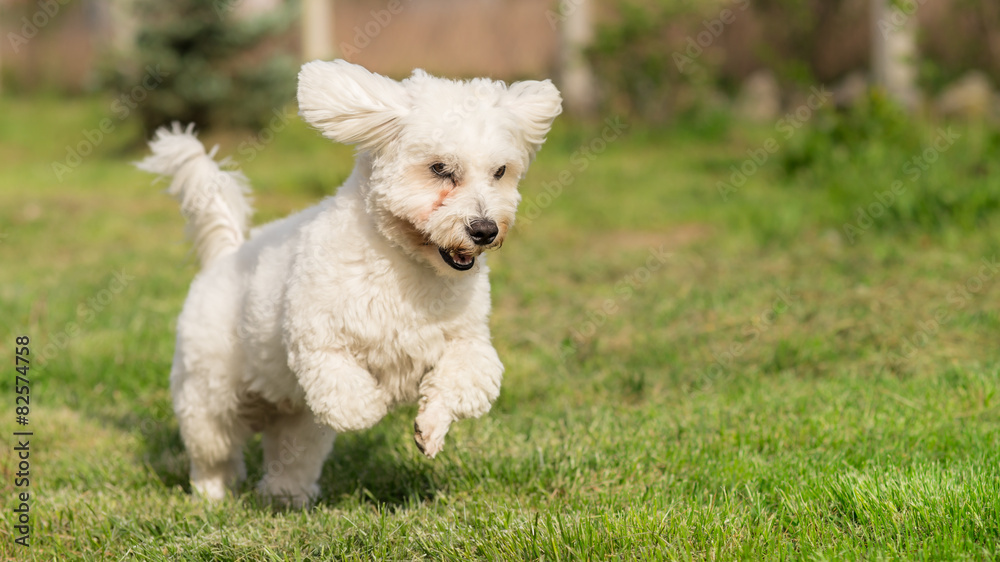 Shorthaired Coton de Tulear dog in action