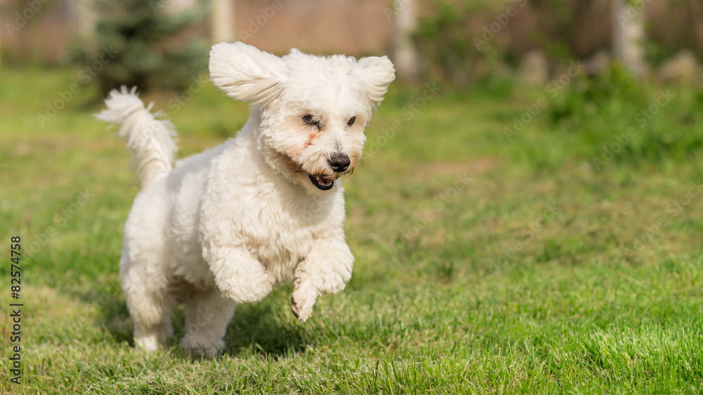 Shorthaired Coton de Tulear dog in action Shorthaired Coton de Tulear dog in action