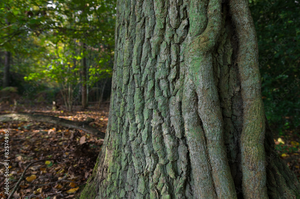 Obraz premium tree trunk