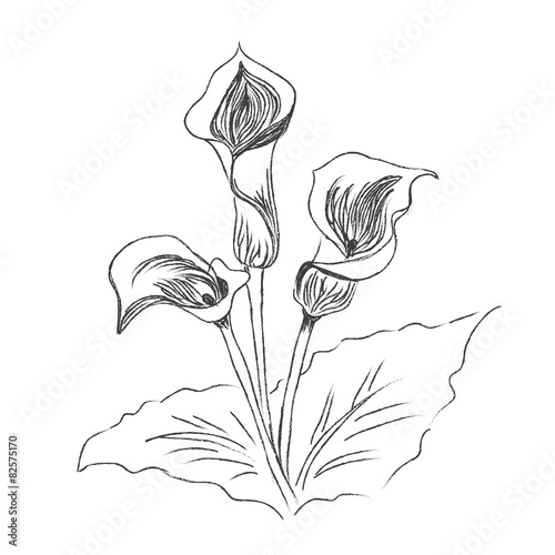 Fototapeta Naklejka Na Ścianę i Meble -  flowers, lily, painting, sketch, vector, illustration
