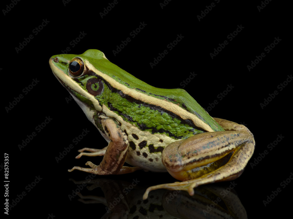 Obraz premium frog