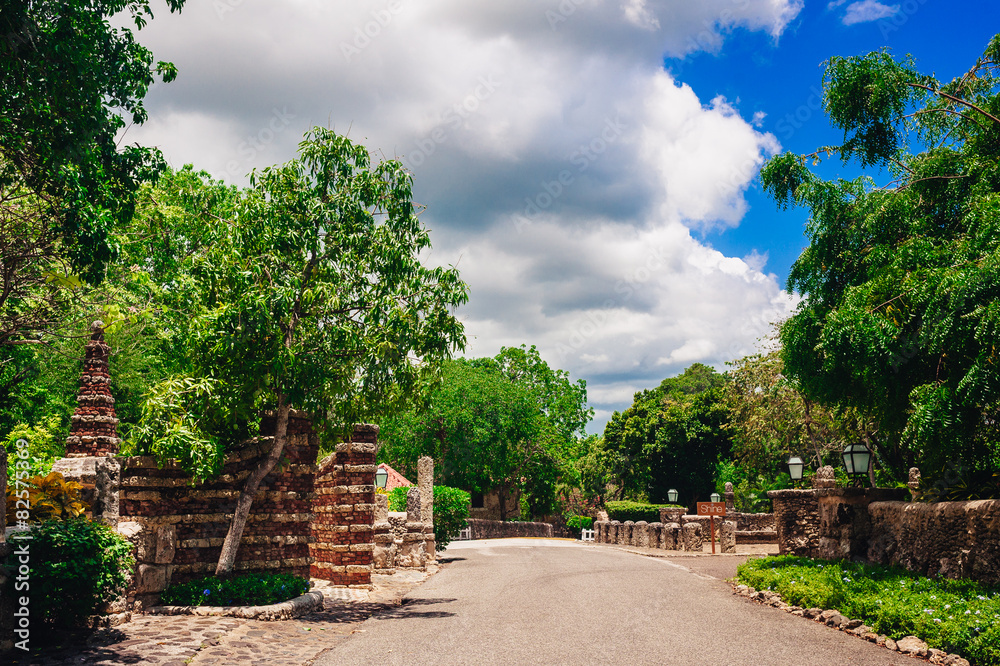 plants in tropical garden. view of the lush green vegetation and plants in tropical garden. view of the lush green vegetation and
