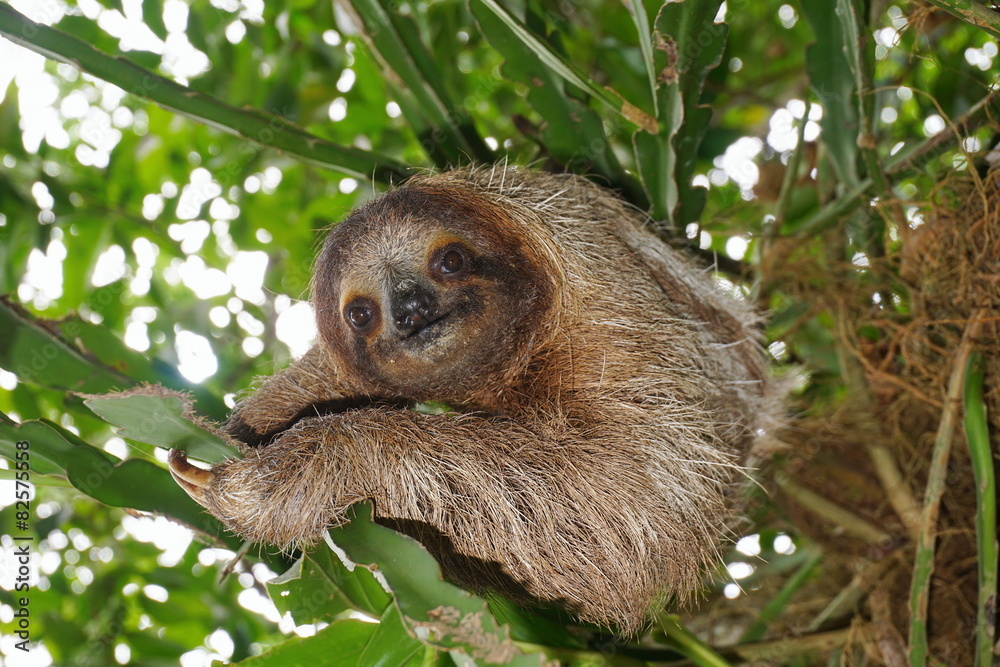 Fototapeta premium Three-toed sloth in the jungle wild animal