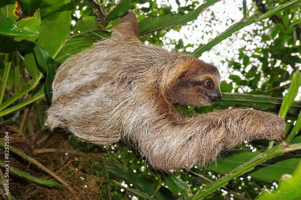 Wild brown-throated three-toed sloth in the jungle Wild brown-throated three-toed sloth in the jungle