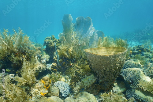 Fototapeta Naklejka Na Ścianę i Meble -  Coral reef under the water with vase sponge