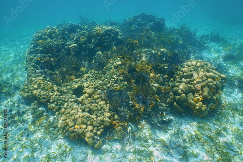 Underwater seascape over small coral reef