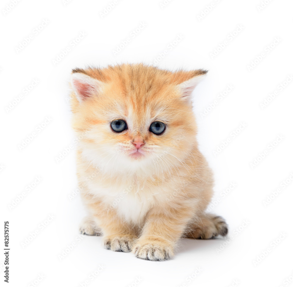 Little kitten on white background Little kitten on white background