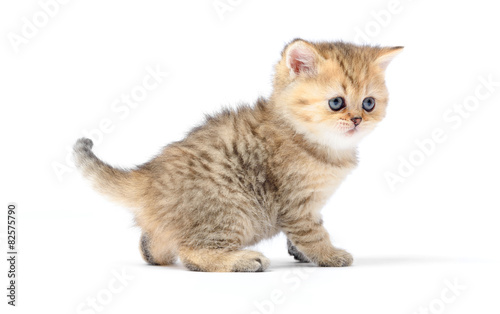 Little kitten on white background