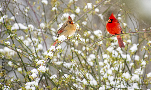 Male and female Cardinals perch in a snowy rose bush.