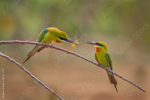 Blue-tailed bee-eater ( Merops philippinus) 