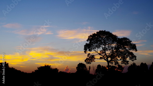 Tree sihouette with nice sunset sky