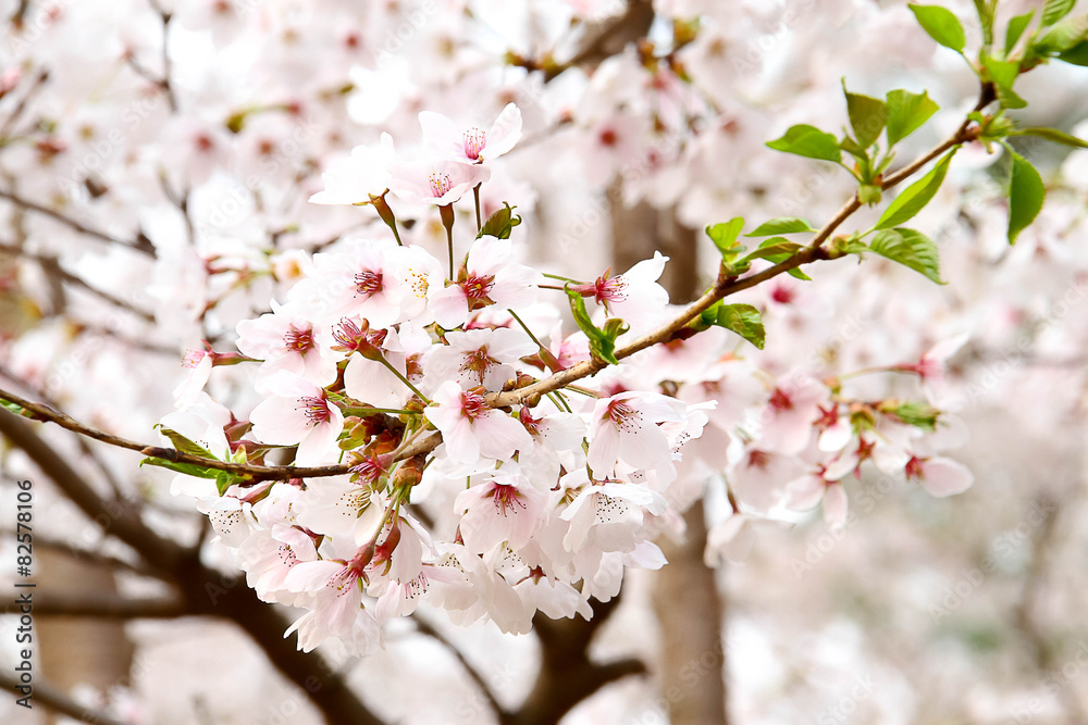 Beautiful flowering Japanese cherry - Sakura Beautiful flowering Japanese cherry - Sakura