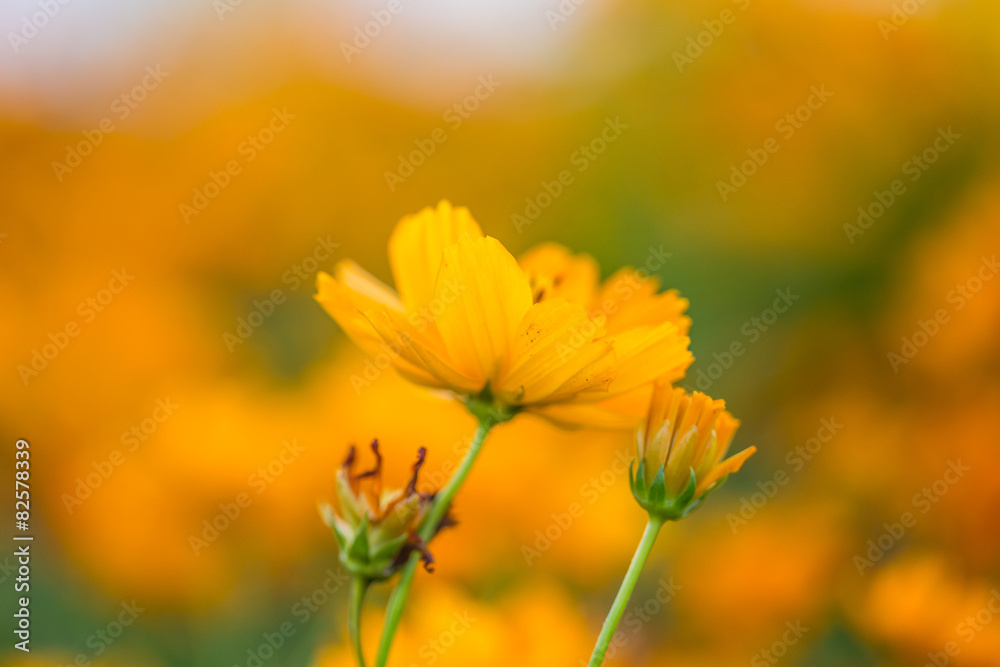 Floral background Floral background