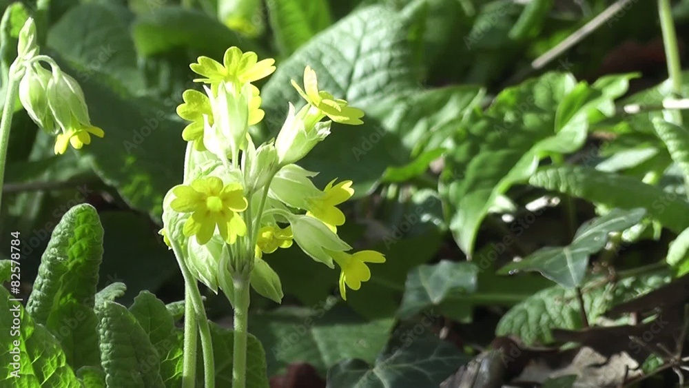 Spring Primrose flower in springtime Close up Spring Primrose flower in springtime Close up