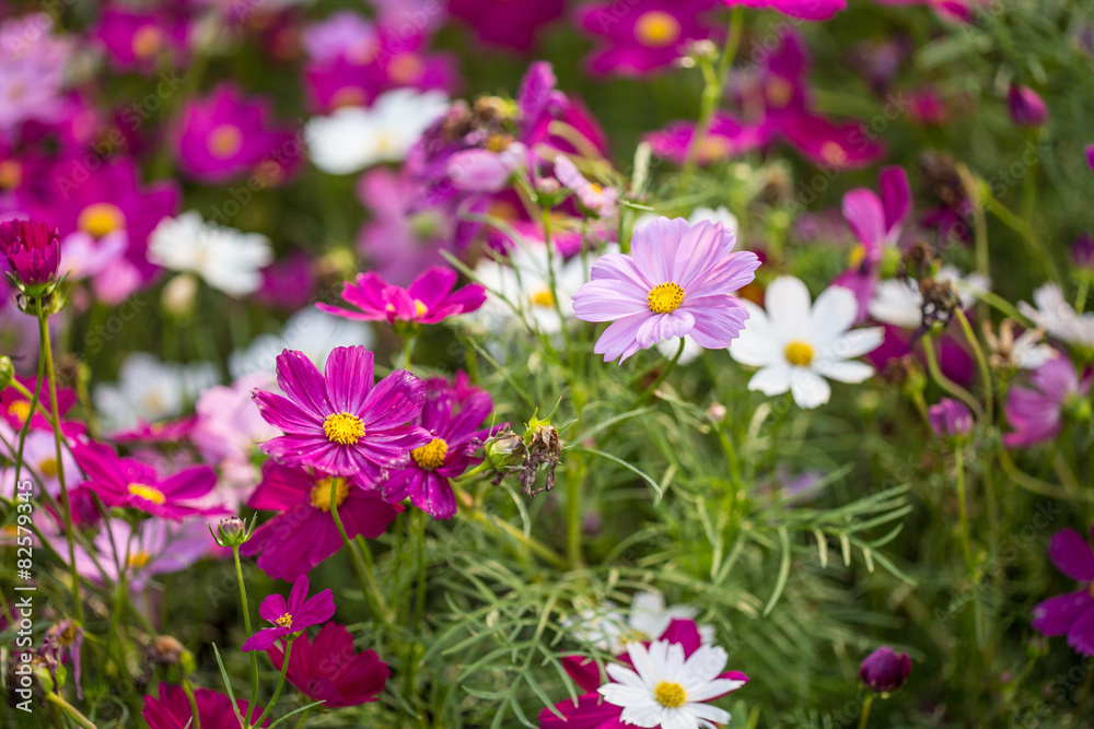 Floral background