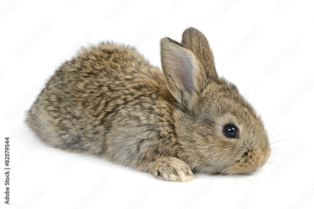 Fototapeta premium little rabbit
