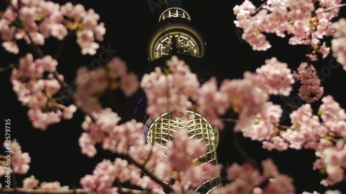 Wallpaper Mural Night sakura and city lights in Tokyo. Torontodigital.ca