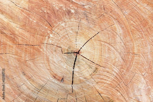 Cut of old trunk is photographed closely. The core of tree consi