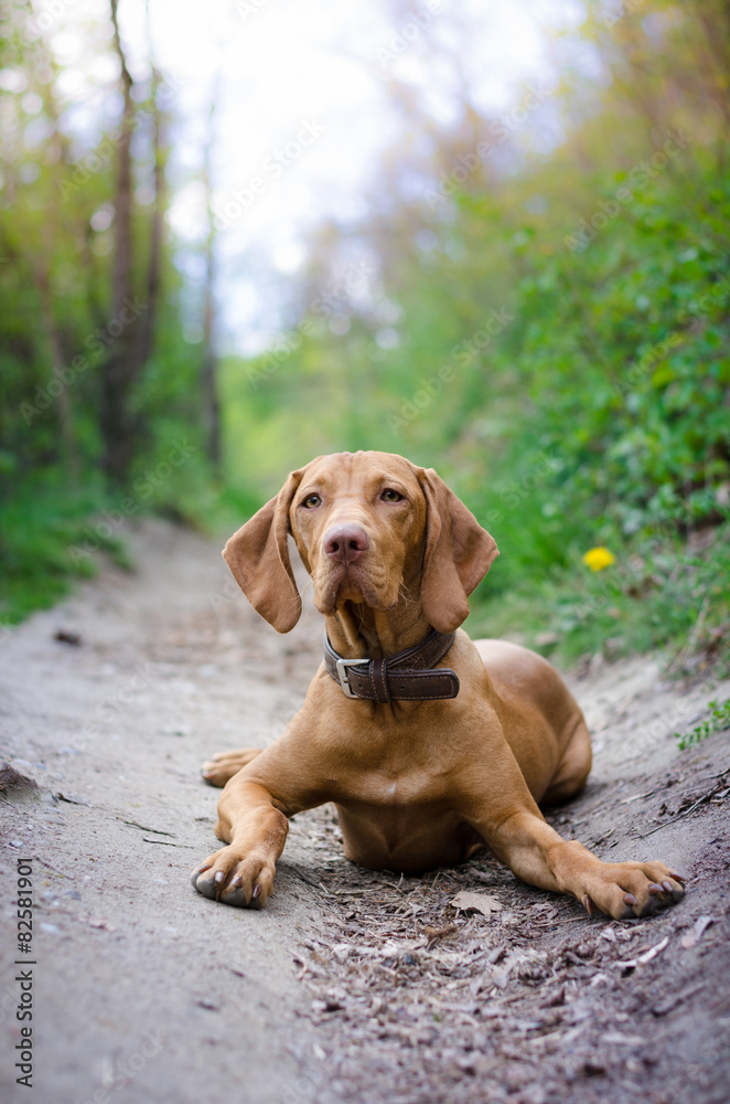 Vizsla