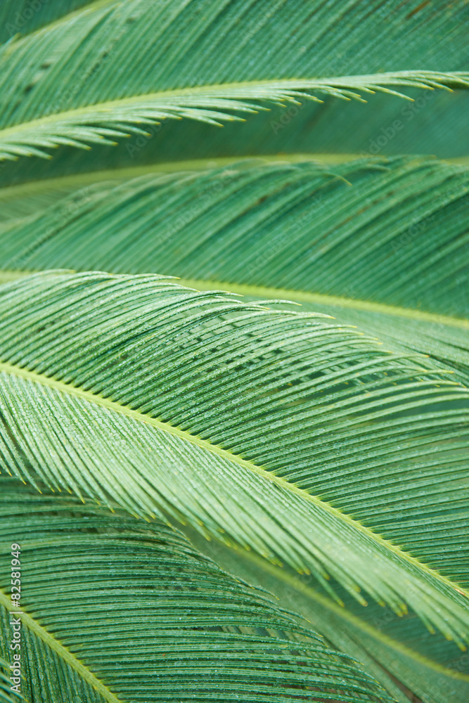 Branches of big tropical palm tree