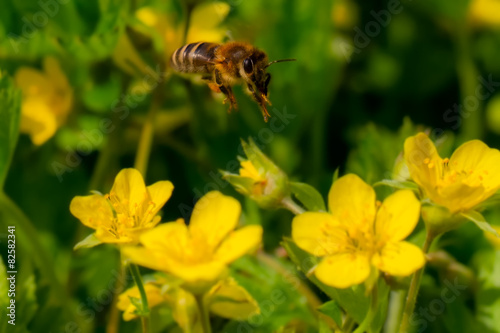 Frühling, Blüte, Sommer, Biene, Flug, Muttertag 