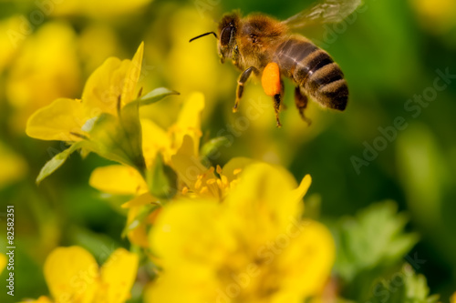 Frühling, Blüte, Sommer, Biene, Flug, Muttertag © LightingKreative