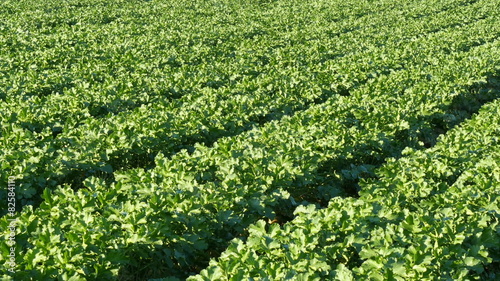 Motion variation of blooming daikon field.