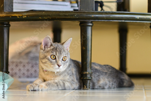 Canvas Print cat sitting under table