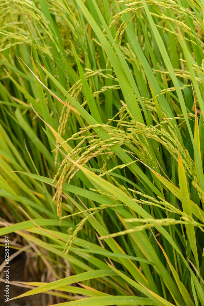 Paddy green Rice Fields in Thailand. Paddy green Rice Fields in Thailand.