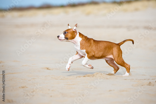 american staffordshire terrier puppy playing on a beach