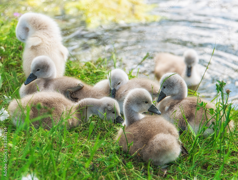 Schwan Schwan