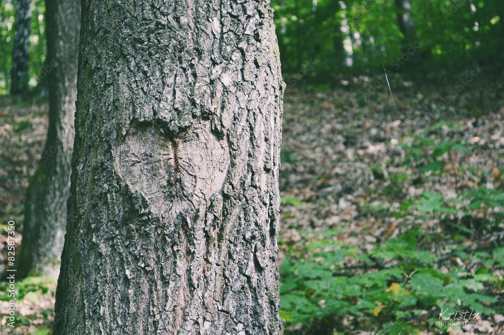 Herz Baum