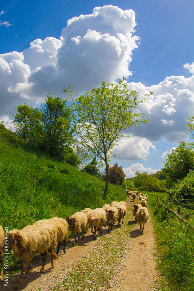 Obraz premium Gregge di pecore al pascolo