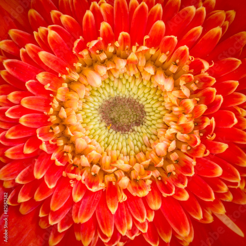 Close up Gerbera Flower
