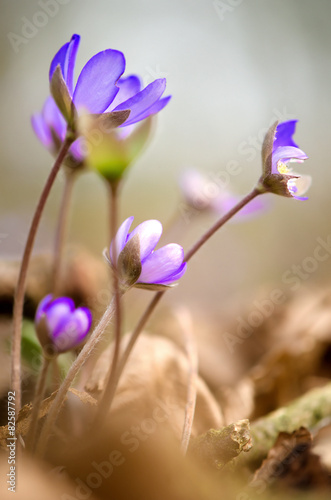 Hepatica