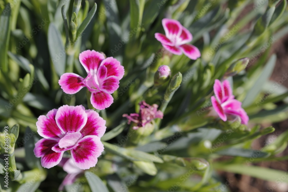 pink flowers pink flowers