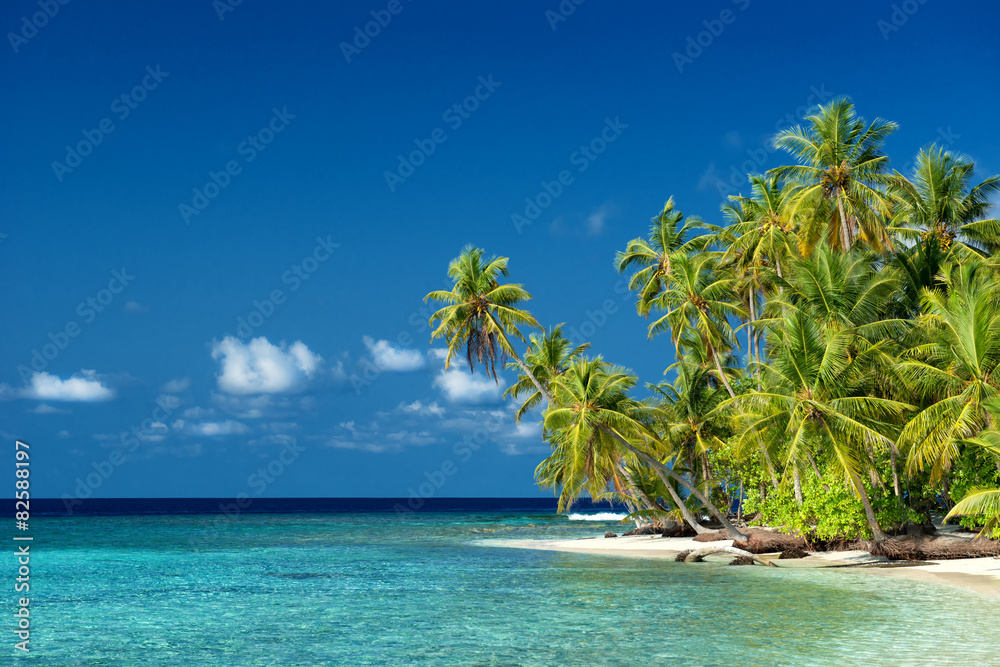 Obraz premium einsamer Strand mit Palmen auf den Malediven