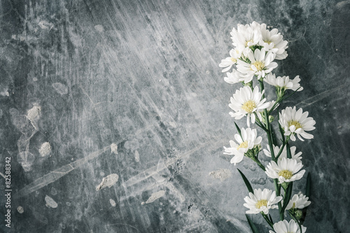 Vintage look, Chamomile on the concrete wall