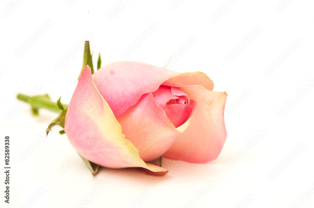 rose sur fond blanc rose sur fond blanc