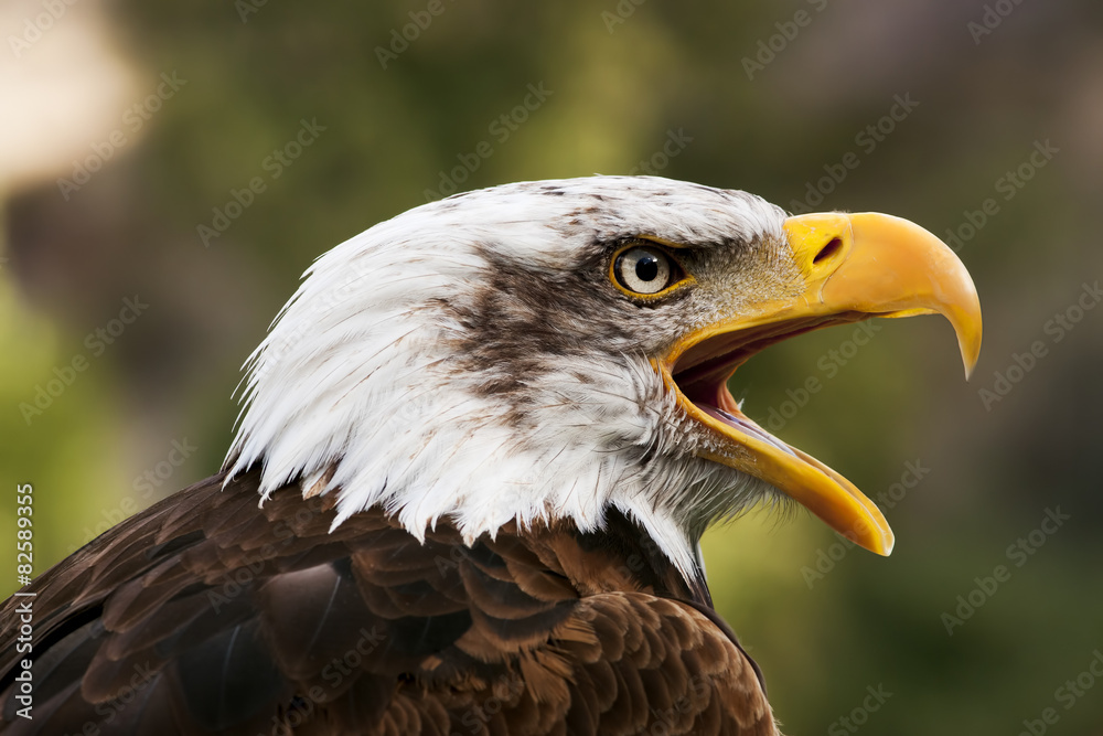 bald eagle head close up portrait bald eagle head close up portrait