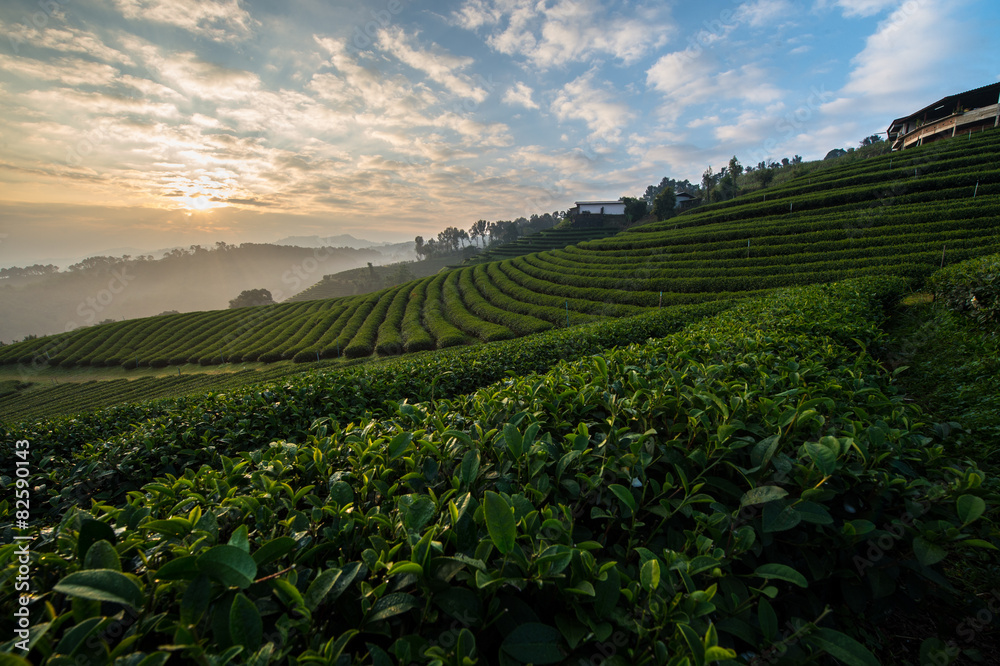 Tea farm with the morning sunrise