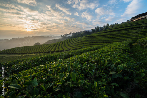 Tea farm with the morning sunrise