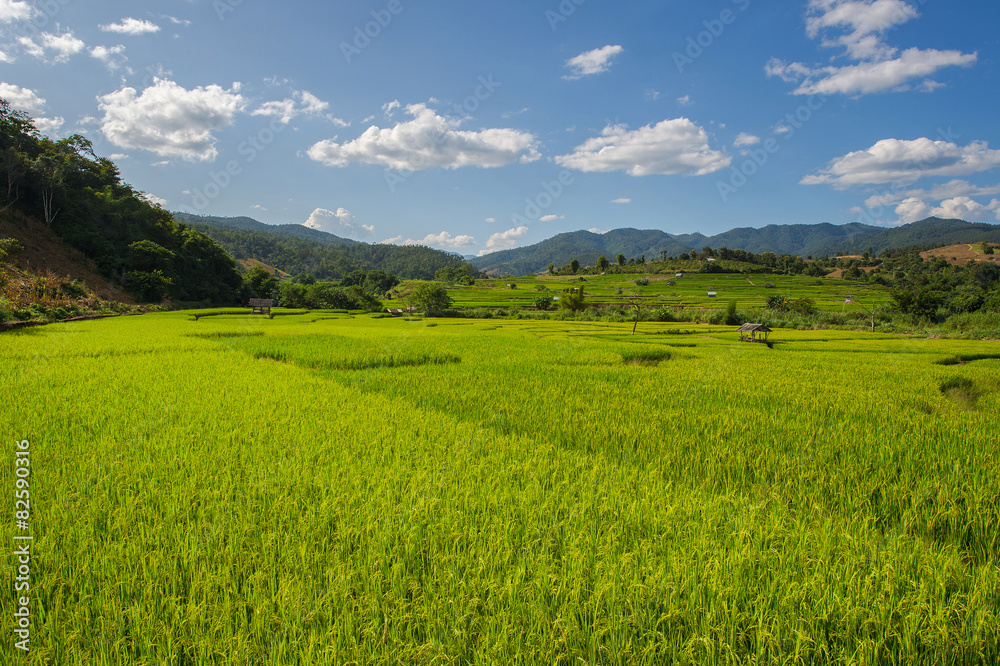 The rice field with the blue sky and clouds
