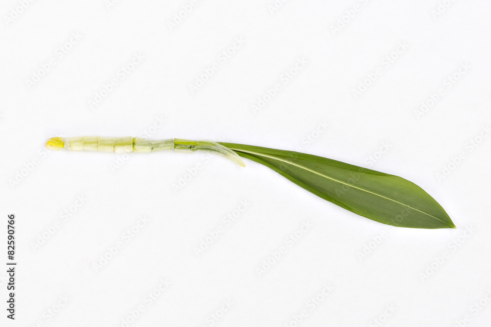 Single wild garlic sliced isolated on white background Single wild garlic sliced isolated on white background